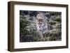 Puma, Chile-Art Wolfe Wolfe-Framed Photographic Print