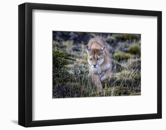 Puma, Chile-Art Wolfe Wolfe-Framed Photographic Print