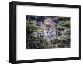 Puma, Chile-Art Wolfe Wolfe-Framed Photographic Print