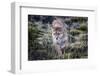 Puma, Chile-Art Wolfe Wolfe-Framed Photographic Print