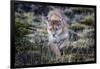 Puma, Chile-Art Wolfe Wolfe-Framed Photographic Print