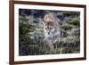 Puma, Chile-Art Wolfe Wolfe-Framed Photographic Print