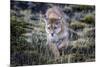 Puma, Chile-Art Wolfe Wolfe-Mounted Photographic Print