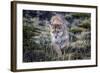 Puma, Chile-Art Wolfe Wolfe-Framed Photographic Print