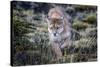 Puma, Chile-Art Wolfe Wolfe-Stretched Canvas