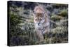 Puma, Chile-Art Wolfe Wolfe-Stretched Canvas