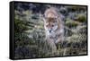 Puma, Chile-Art Wolfe Wolfe-Framed Stretched Canvas