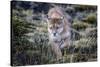 Puma, Chile-Art Wolfe Wolfe-Stretched Canvas