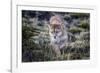 Puma, Chile-Art Wolfe Wolfe-Framed Photographic Print