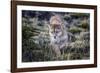 Puma, Chile-Art Wolfe Wolfe-Framed Photographic Print