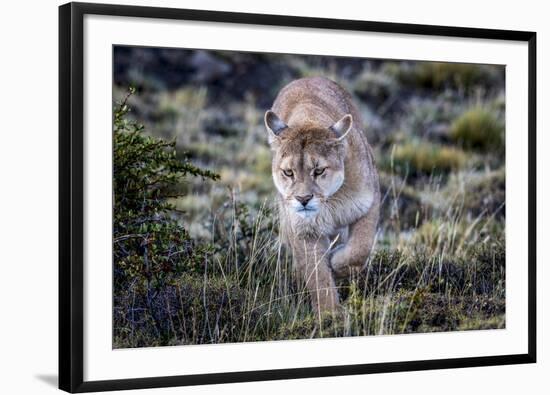 Puma, Chile-Art Wolfe Wolfe-Framed Photographic Print