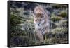 Puma, Chile-Art Wolfe Wolfe-Framed Stretched Canvas