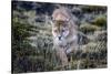 Puma, Chile-Art Wolfe Wolfe-Stretched Canvas