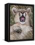 Puma, Chile-Art Wolfe Wolfe-Framed Stretched Canvas