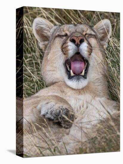 Puma, Chile-Art Wolfe Wolfe-Stretched Canvas