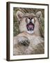 Puma, Chile-Art Wolfe Wolfe-Framed Photographic Print