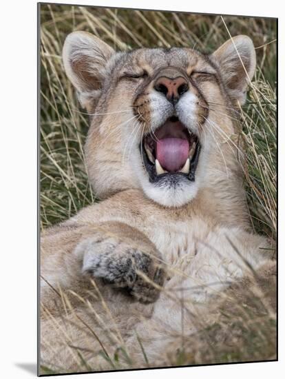 Puma, Chile-Art Wolfe Wolfe-Mounted Photographic Print