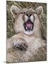 Puma, Chile-Art Wolfe Wolfe-Mounted Photographic Print