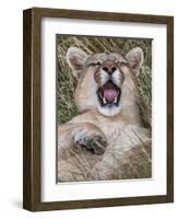 Puma, Chile-Art Wolfe Wolfe-Framed Premium Photographic Print