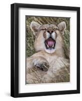 Puma, Chile-Art Wolfe Wolfe-Framed Premium Photographic Print