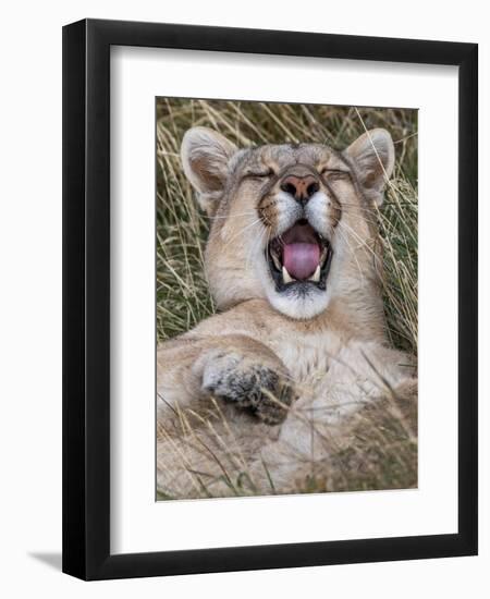 Puma, Chile-Art Wolfe Wolfe-Framed Premium Photographic Print