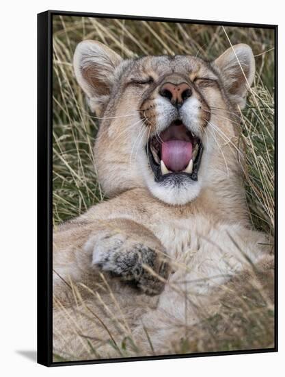 Puma, Chile-Art Wolfe Wolfe-Framed Stretched Canvas