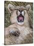 Puma, Chile-Art Wolfe Wolfe-Stretched Canvas