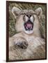 Puma, Chile-Art Wolfe Wolfe-Framed Photographic Print