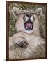 Puma, Chile-Art Wolfe Wolfe-Framed Photographic Print