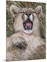 Puma, Chile-Art Wolfe Wolfe-Mounted Photographic Print