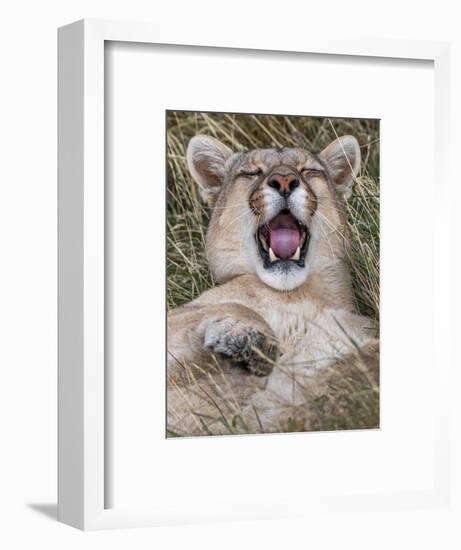 Puma, Chile-Art Wolfe Wolfe-Framed Photographic Print