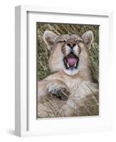 Puma, Chile-Art Wolfe Wolfe-Framed Photographic Print