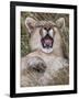 Puma, Chile-Art Wolfe Wolfe-Framed Photographic Print