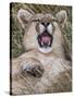 Puma, Chile-Art Wolfe Wolfe-Stretched Canvas