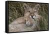 Puma, Chile-Art Wolfe Wolfe-Framed Stretched Canvas