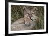 Puma, Chile-Art Wolfe Wolfe-Framed Photographic Print