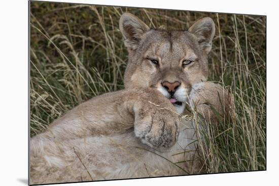 Puma, Chile-Art Wolfe Wolfe-Mounted Photographic Print