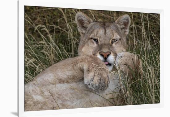 Puma, Chile-Art Wolfe Wolfe-Framed Photographic Print