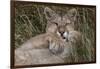 Puma, Chile-Art Wolfe Wolfe-Framed Photographic Print