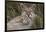 Puma, Chile-Art Wolfe Wolfe-Framed Photographic Print