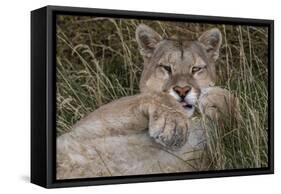 Puma, Chile-Art Wolfe Wolfe-Framed Stretched Canvas