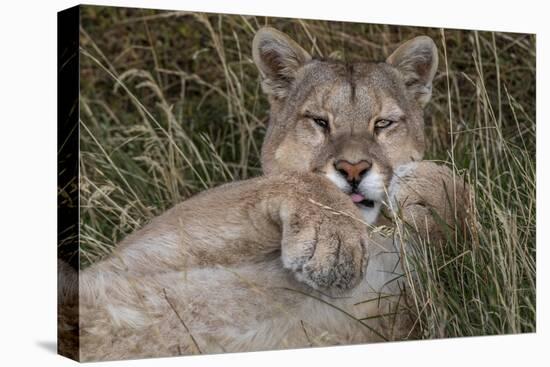 Puma, Chile-Art Wolfe Wolfe-Stretched Canvas