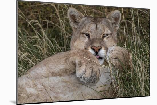Puma, Chile-Art Wolfe Wolfe-Mounted Photographic Print