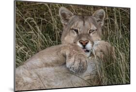 Puma, Chile-Art Wolfe Wolfe-Mounted Photographic Print