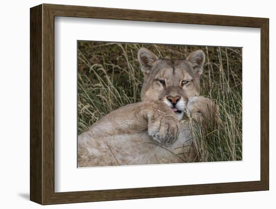 Puma, Chile-Art Wolfe Wolfe-Framed Photographic Print