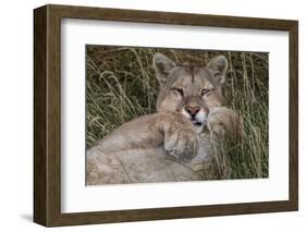 Puma, Chile-Art Wolfe Wolfe-Framed Photographic Print