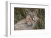 Puma, Chile-Art Wolfe Wolfe-Framed Photographic Print