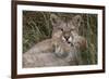 Puma, Chile-Art Wolfe Wolfe-Framed Photographic Print