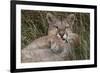 Puma, Chile-Art Wolfe Wolfe-Framed Photographic Print