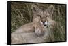 Puma, Chile-Art Wolfe Wolfe-Framed Stretched Canvas